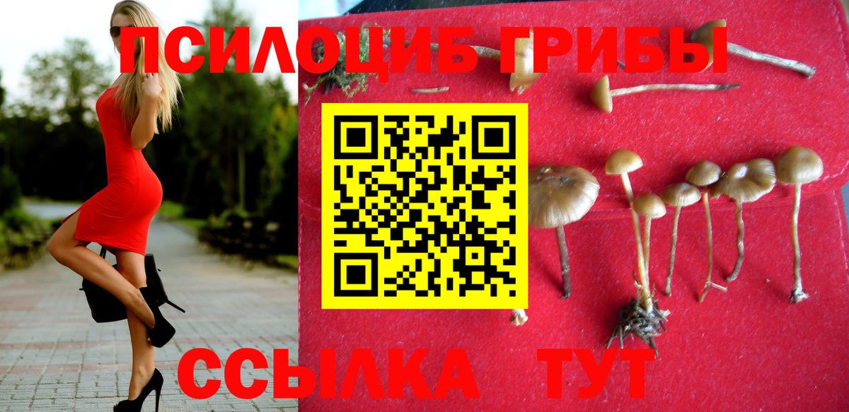 Советск  Псилоцибиновые грибы Cubensis  Вход с VPN  Галлюциногенные грибы Psilocybine cubensis 